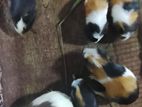 Guinea Pigs