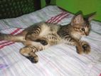 Kittens for Kind Home