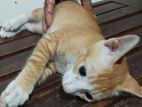 Kitten for Kind Home