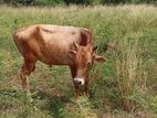 Jersey Cattle