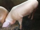 Farm Pig