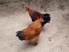 Brahama Chikens