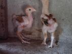 Farm Hens