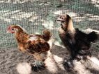 Brahma Chickens