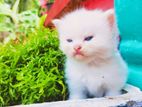 Persian Cat