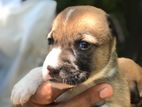 Pitbull Mix Puppies for Kind Home