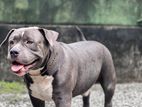 Pit Bull Dog for Crossing