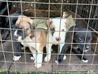 Pit Bull Puppies