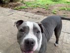 American Pit Bull Terrier