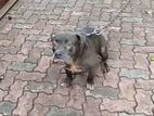 Pit Pull