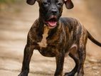 Pitbull Brindle Puppy