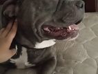 Pitbull Dog
