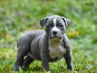 Pitbull Puppies