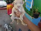 Pit Bull Puppy