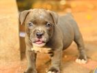 Pitbull Puppy