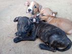 pitbull puppies