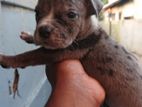 Pitbull Puppy