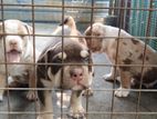 Pitbull XL Puppies