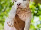 Pitbull XL Puppies