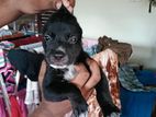 Pitpull Puppy