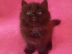 Piyo Baby Persian