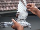 Pigeon