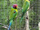 Plam Head Parrot