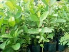 Guava Plants