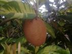 sapota fruit plant