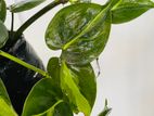 Money Plant