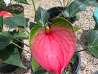 Anthurium Plants