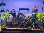 Fish Tank