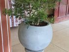 Bonsai Plant with Pot