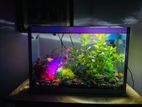 Planted Fish Tank
