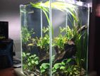 Fish Tank Setup Aquarium