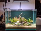 Planted Fish Tank