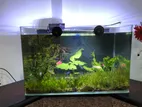 Planted Fish Tank