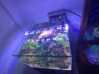 Fish Tank with Plants