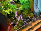 Planted Fish Tank Paludarium