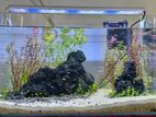 Planted Fish Tank With Fishes