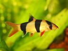 Clown loaches