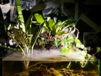 planted tank