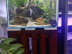 Planted Fish Tank