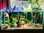 Planted Fish Tank