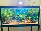 Planted Tank (full Setup)