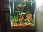 Planted Tank with All Items