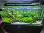 Planted Fish Tank