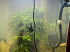 Planter Fish Tank with