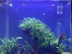 Fish Tank with