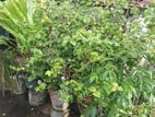 plants Available for sale